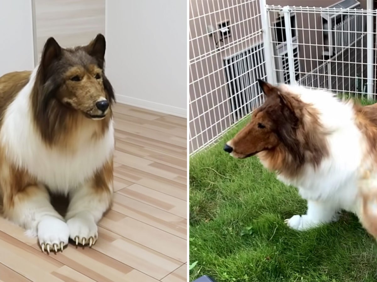 Japanese Man Steps Out in $14K Custom-Made Collie Costume