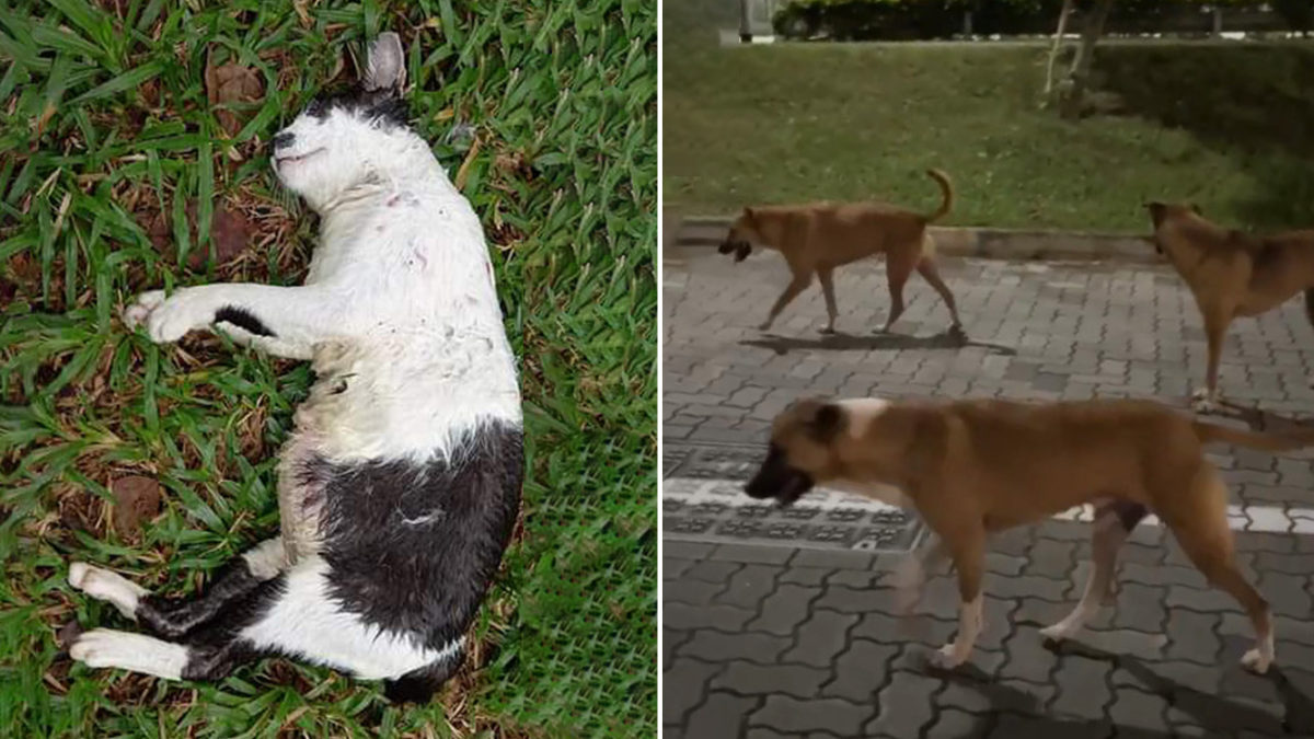 A Stray Cat Attacked My Dog