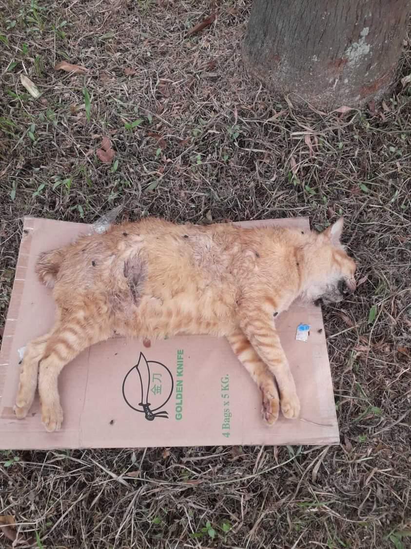 stray dogs killed cats