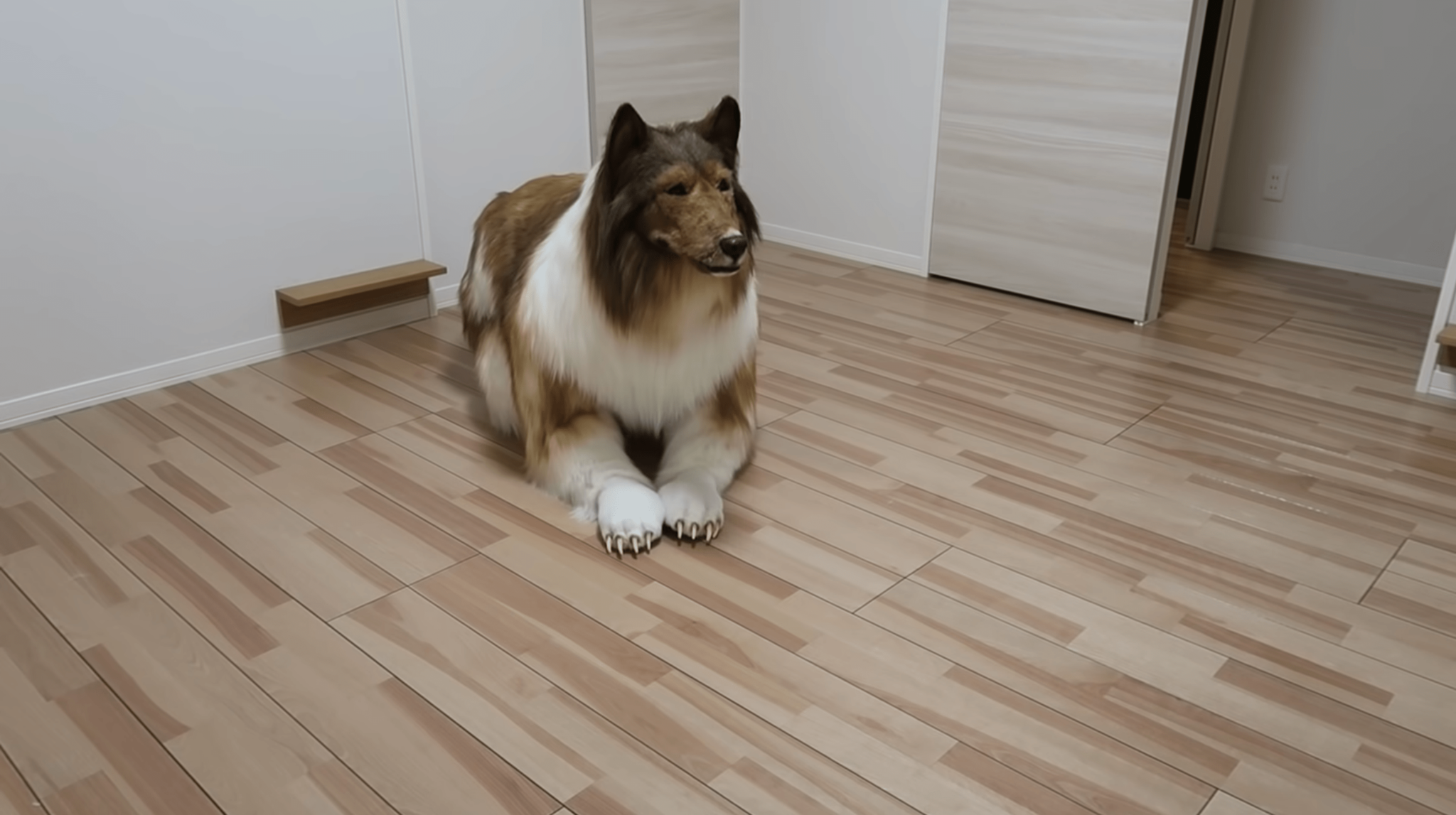 Japanese Man Spends S20K On Border Collie Costume To Fulfil Dream Of