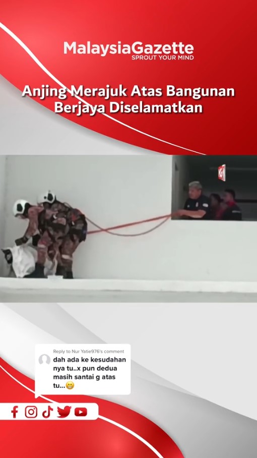 fireman save dog ledge