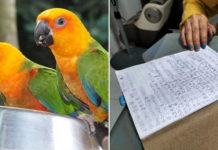 Hougang Resident's Parrots Allegedly Squawk All Day Long, Unhappy Neighbour Records Timings