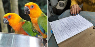 Hougang Resident's Parrots Allegedly Squawk All Day Long, Unhappy Neighbour Records Timings