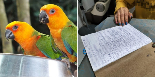 Hougang Resident's Parrots Allegedly Squawk All Day Long, Unhappy Neighbour Records Timings