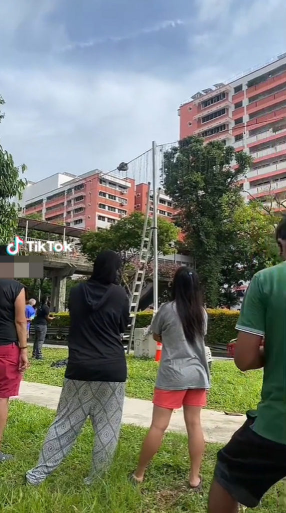 Python Coiled Around Street Lighting In Choa Chu Kang Attracts Crowd ...
