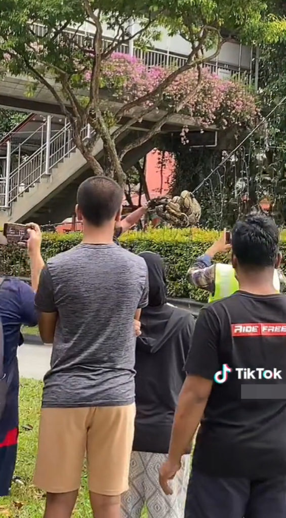 Python Coiled Around Street Lighting In Choa Chu Kang Attracts Crowd ...