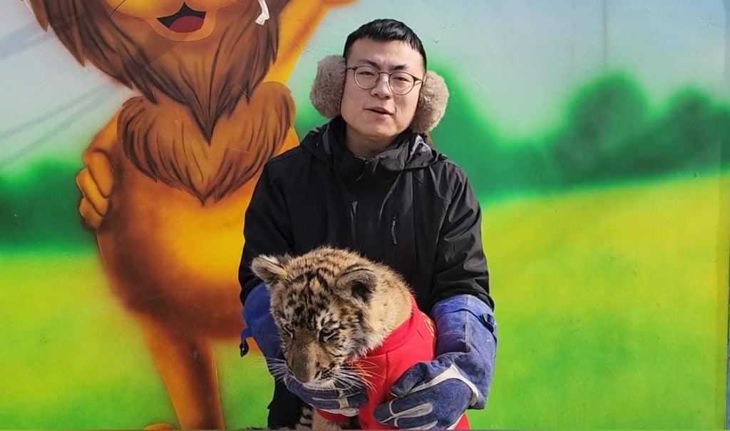 China Zoo Tiger Attacks Rabbit During CNY Ceremony, Bunny Seemingly ...