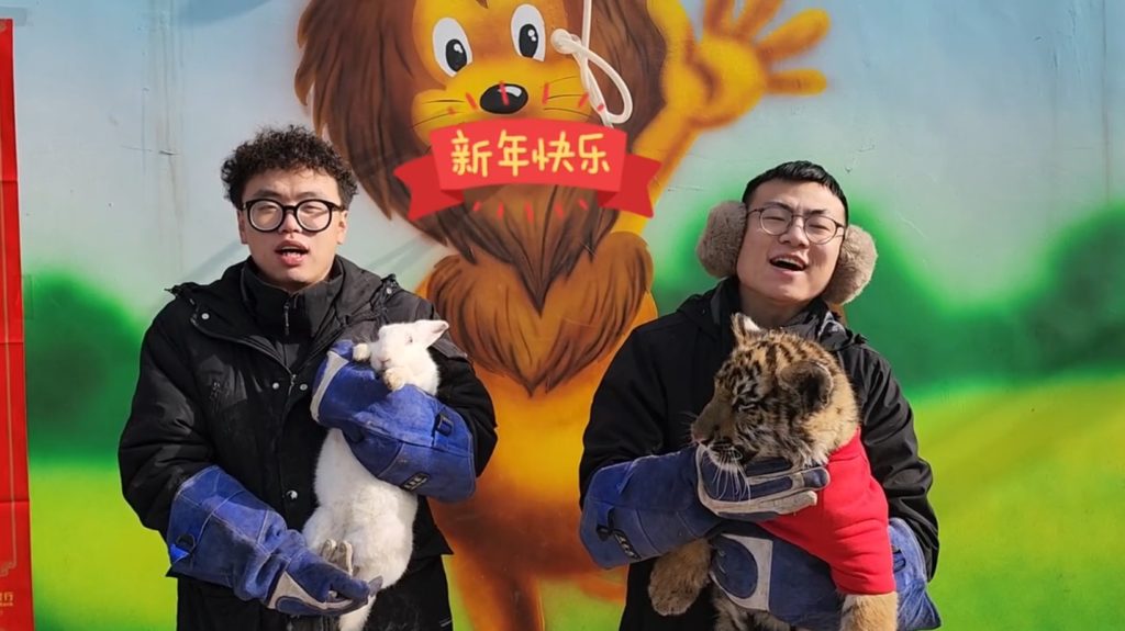 Tiger Attacking Rabbit China Zoo Tiger Attacks Rabbit During CNY Ceremony, Bunny Seemingly ...