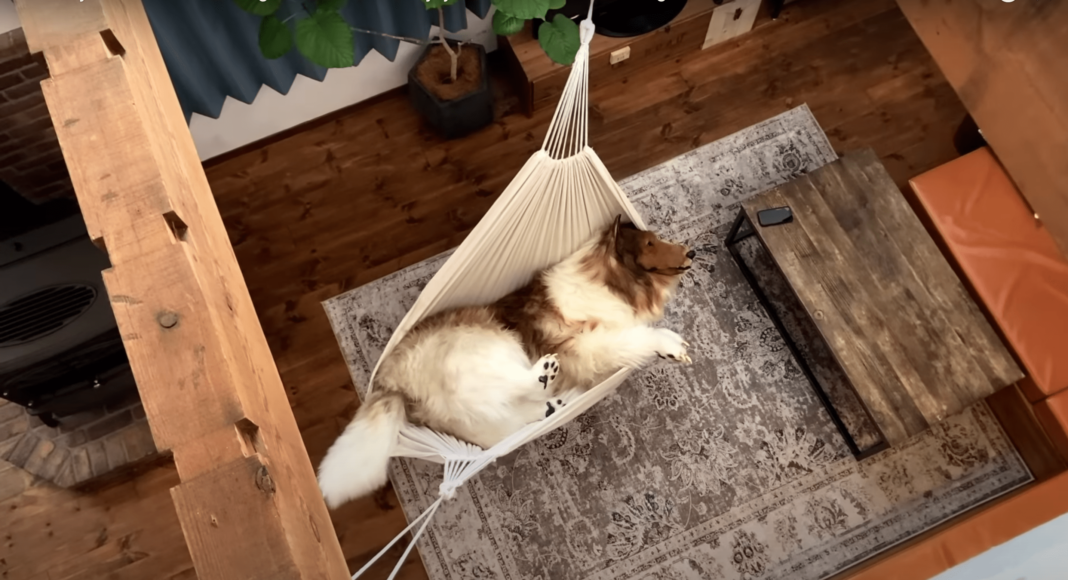 Japanese Man Spends S20K On Border Collie Costume To Fulfil Dream Of