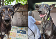 8-Year-Old Dog Caged Up In S'pore Factory For Most Of Life, Seeking Forever Home