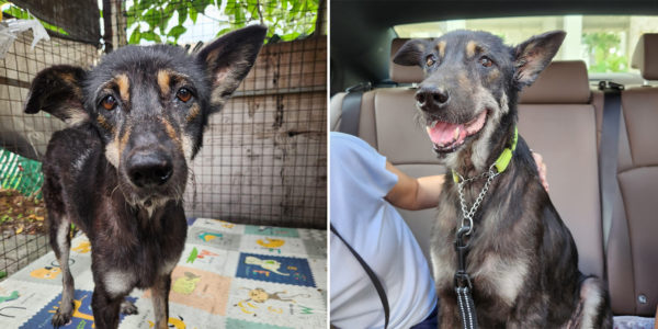 8-Year-Old Dog Caged Up In S'pore Factory For Most Of Life, Seeking Forever Home