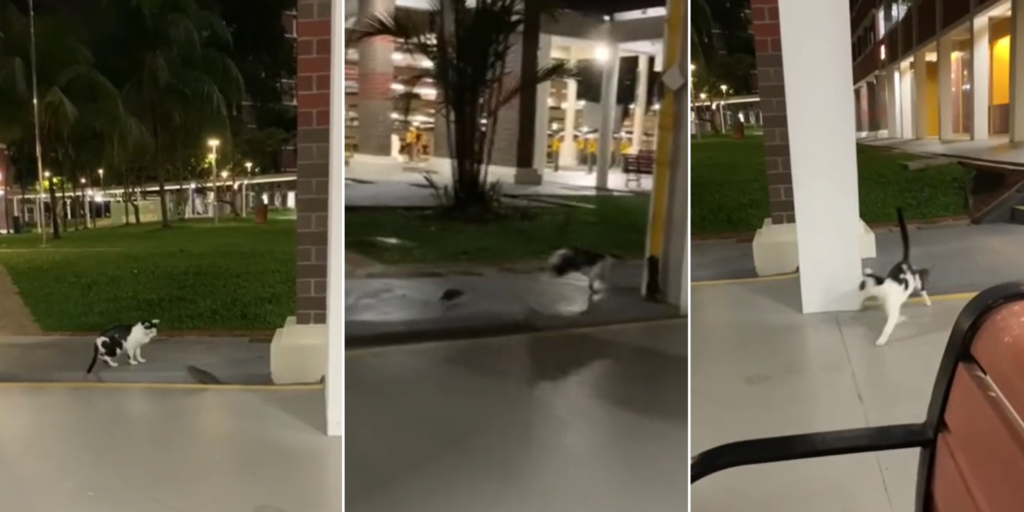 Rat Chases Cat At Hougang Hdb Void Deck Like A Real Life Tom And Jerry Show 