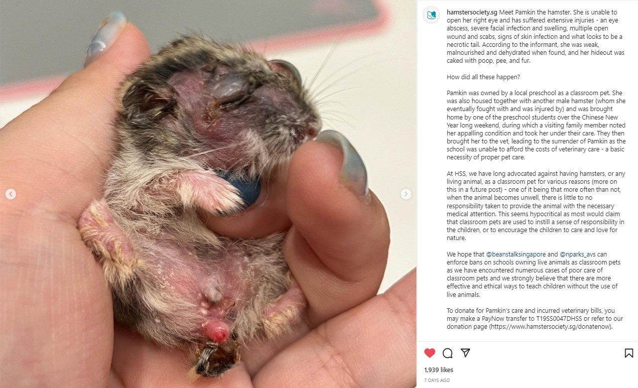 Injured Hamster Rescued From S’pore Preschool, AVS Investigating For Animal Neglect