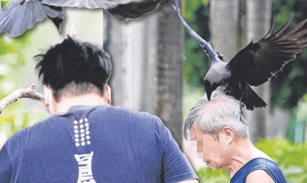 Crows Attack 10 People In Bishan Within 20 Minutes, Likely Protecting Territory