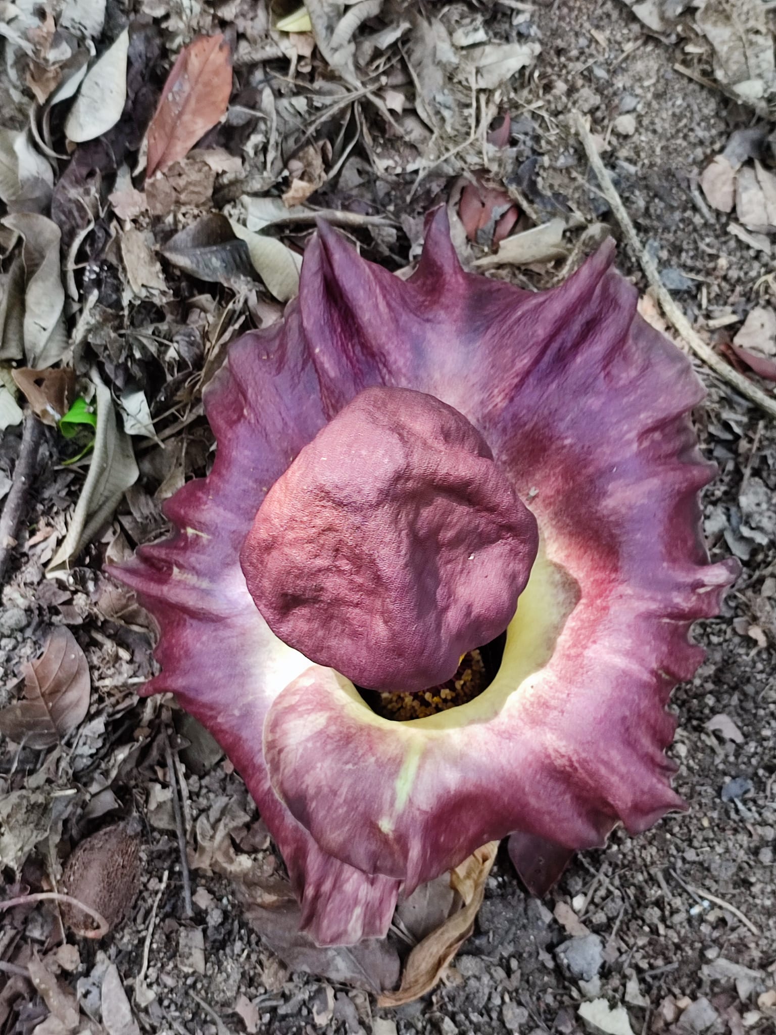 corpse flower singapore