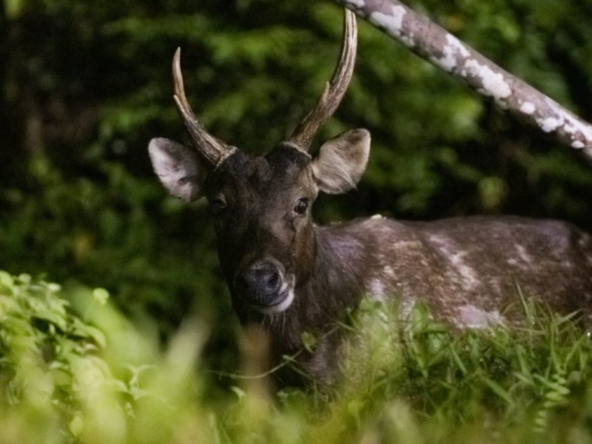 Sambar Deer Once Believed To Be Extinct In S'pore Making Comeback Thanks To  Zoo Escapees