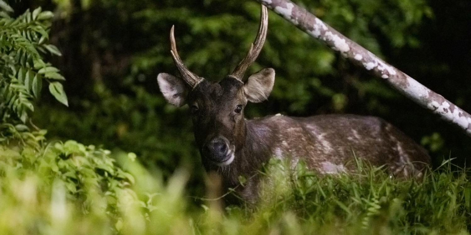Sambar Deer Once Believed To Be Extinct In S’pore Making Comeback Thanks To Zoo Escapees
