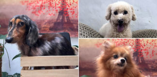 27 Dogs Including Pomeranians, Poodles & Shiba Inus Are Up For Adoption In S’pore