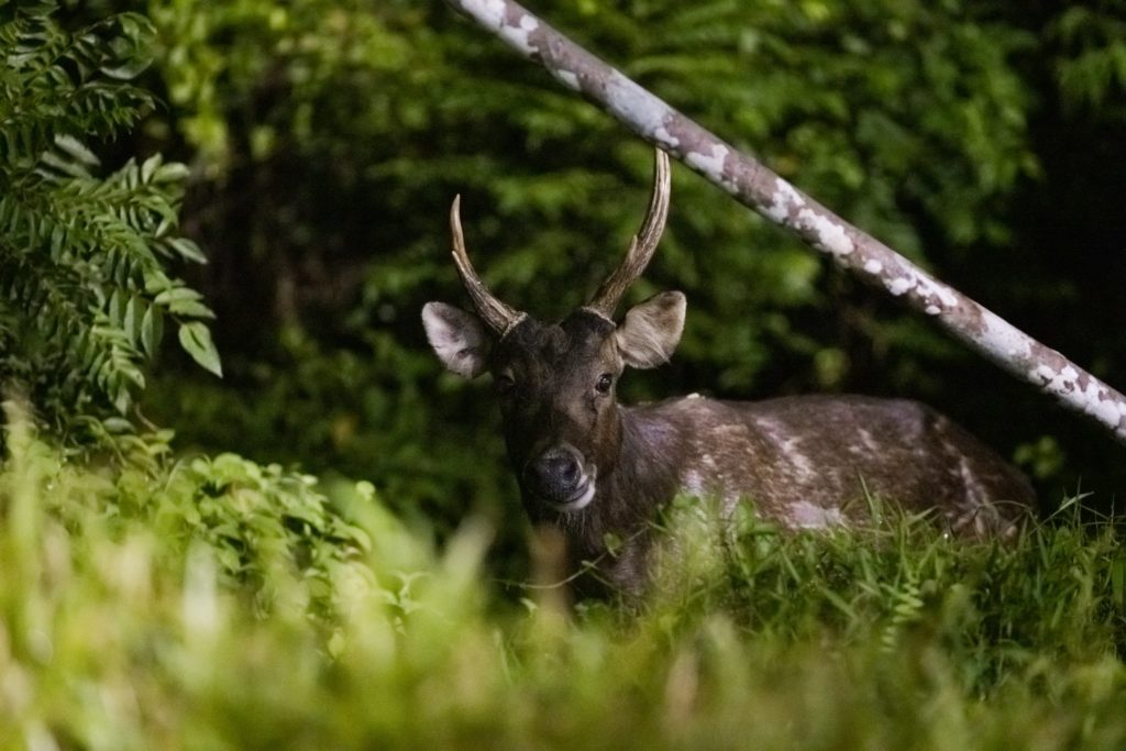 Sambar Deer Once Believed To Be Extinct In S’pore Making Comeback ...