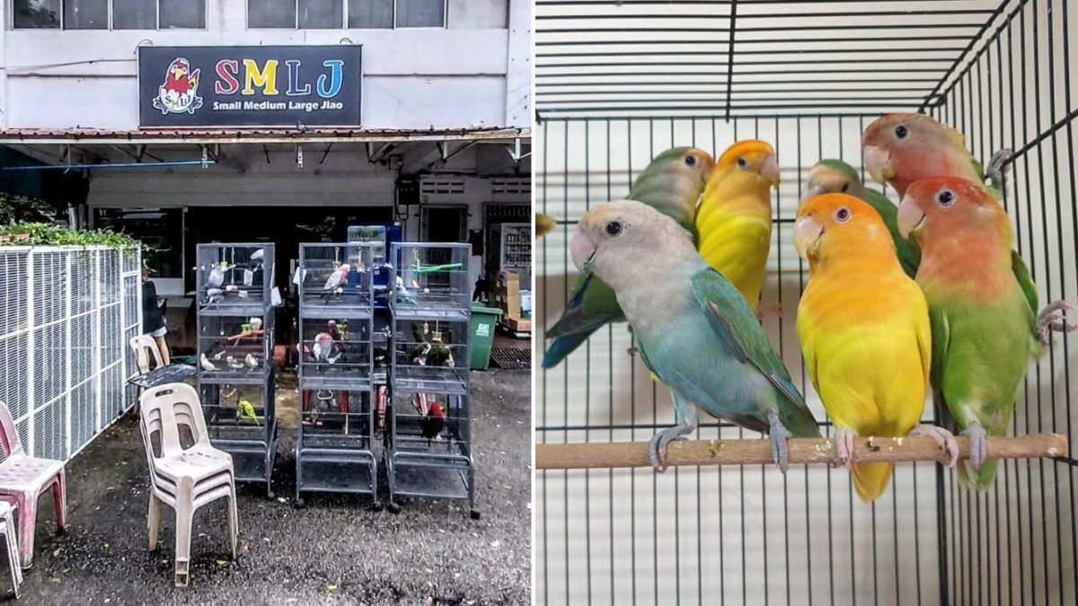 Eunos Bird Shop Is Called SMLJ, Sells 'Jiaos' Of Various Sizes & Essential  Supplies