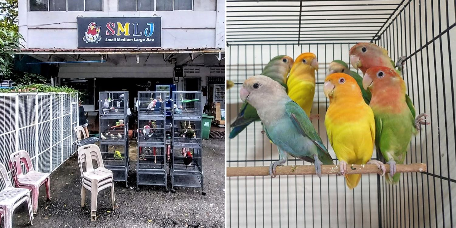 Eunos Bird Shop Is Called SMLJ, Sells 'Jiaos' Of Various Sizes & Essential  Supplies