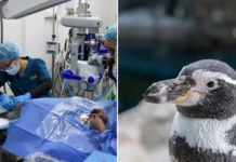 6 Senior Jurong Bird Park Penguins Get Successful Eye Surgery, Some Get Custom-Made Lens Implants