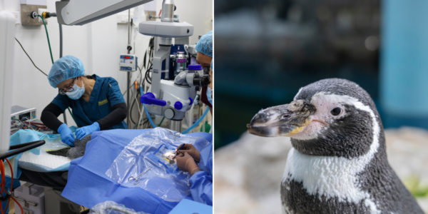 6 Senior Jurong Bird Park Penguins Get Successful Eye Surgery, Some Get Custom-Made Lens Implants