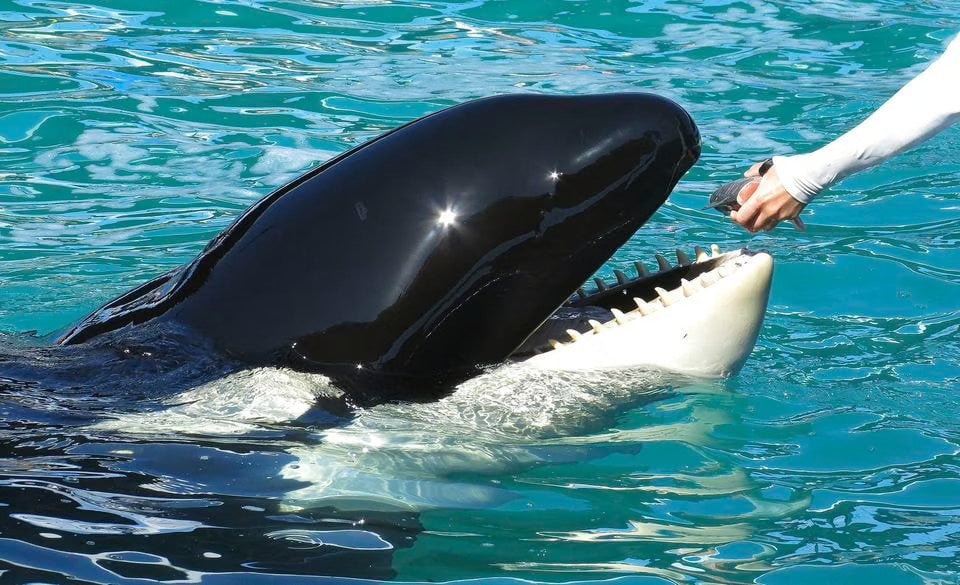 Florida aquarium release orca