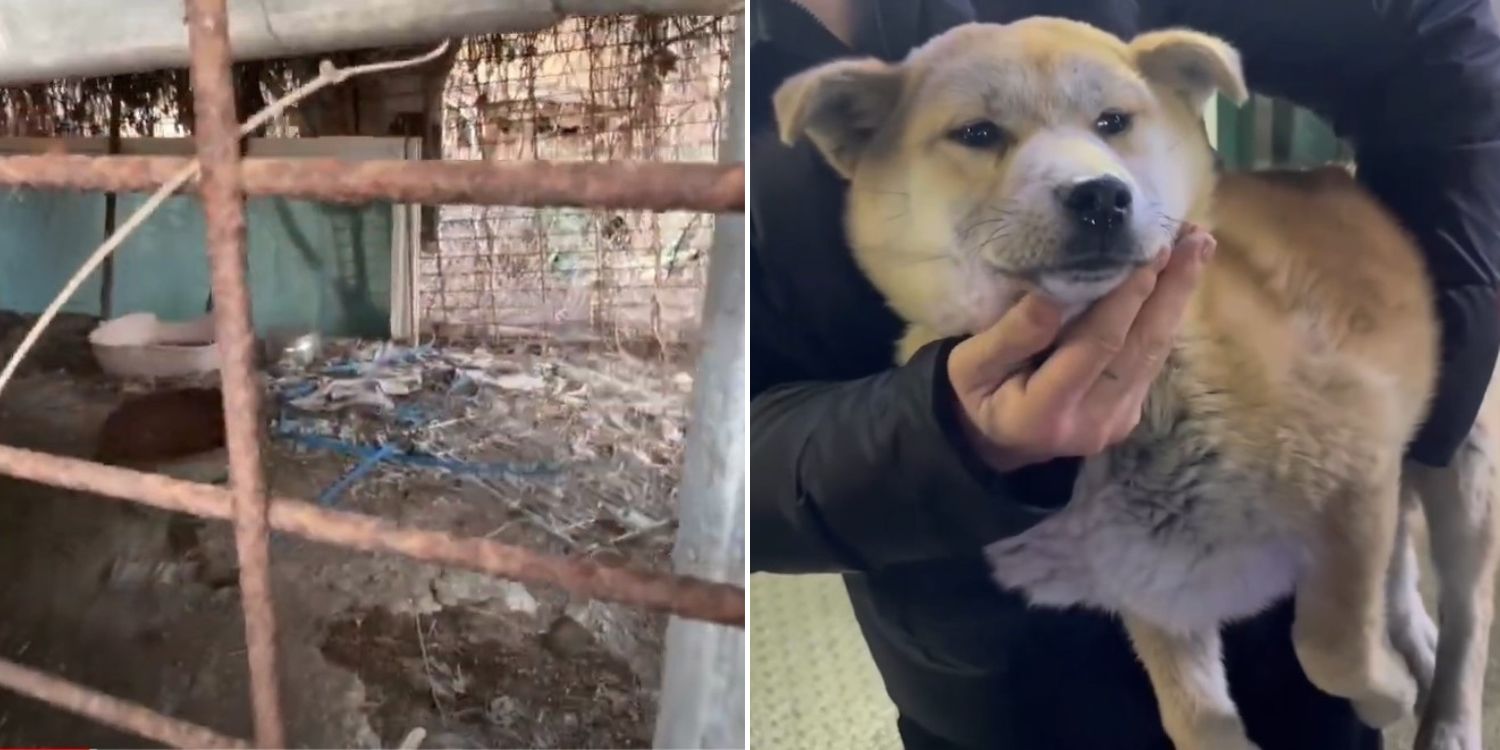 Over 1,000 Dog Carcasses Found In South Korea House, Man Under Police  Investigation