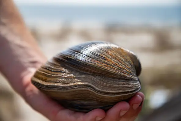 giant clam florida