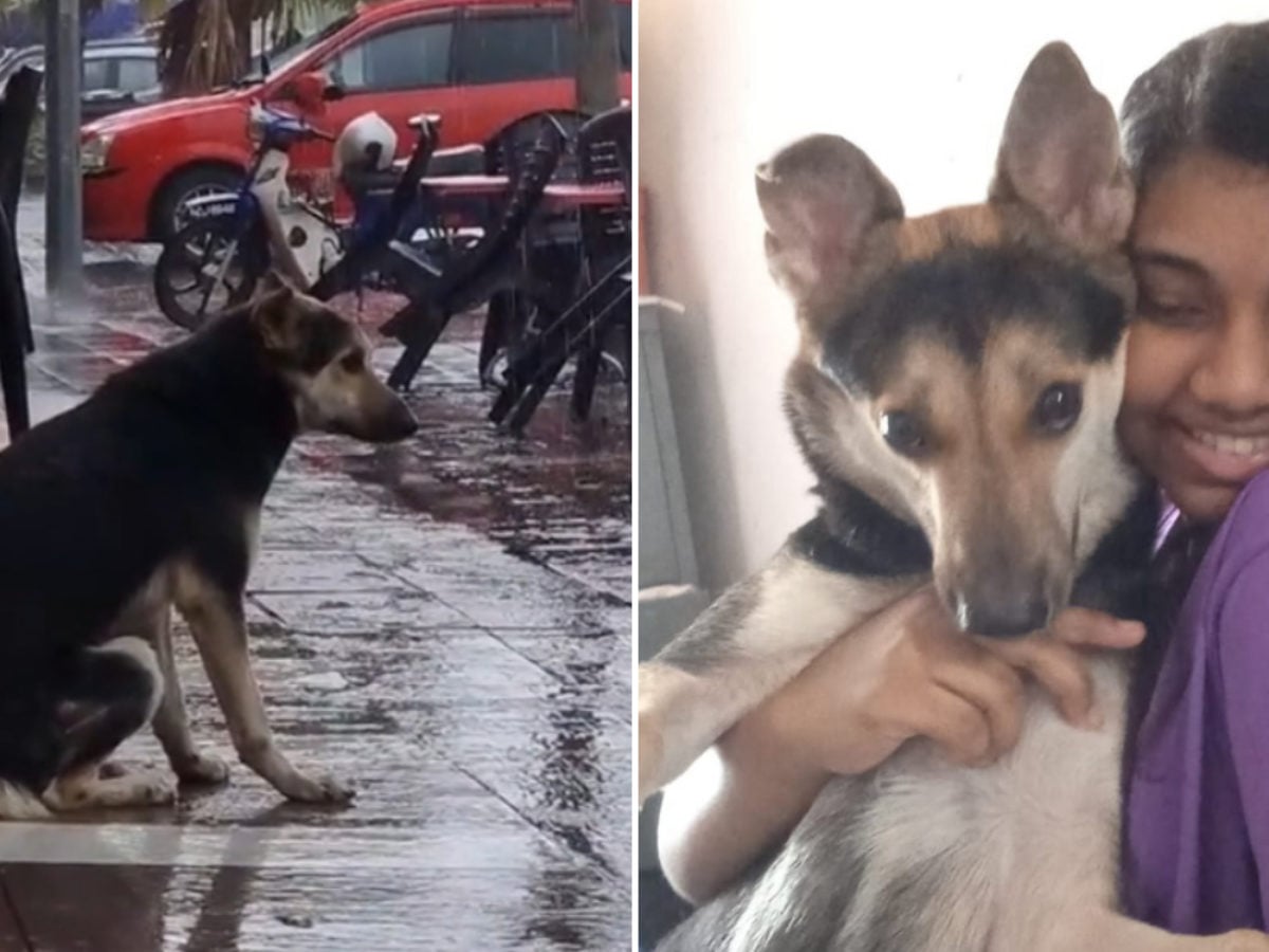 Lost Dog In M'sia Filmed Waiting For Owner Daily, They ...