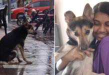 Lost Dog Filmed Waiting For Owner Daily, They Reunite After 8 Months Through Viral TikTok
