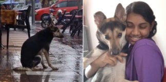Lost Dog Filmed Waiting For Owner Daily, They Reunite After 8 Months Through Viral TikTok