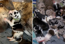 Great Dane Births 21 Puppies In 27 Hours, US Owner Plans To Sell Pups