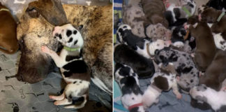 Great Dane Births 21 Puppies In 27 Hours, US Owner Plans To Sell Pups