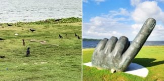 King Cobra Allegedly Spotted At Changi Beach, Public Advised To Be Cautious