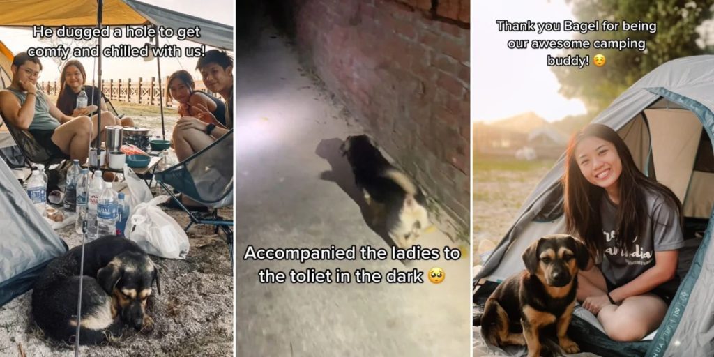 Pulau Ubin Dog Chills With Campers & Protects Them At Night, Gets Lots