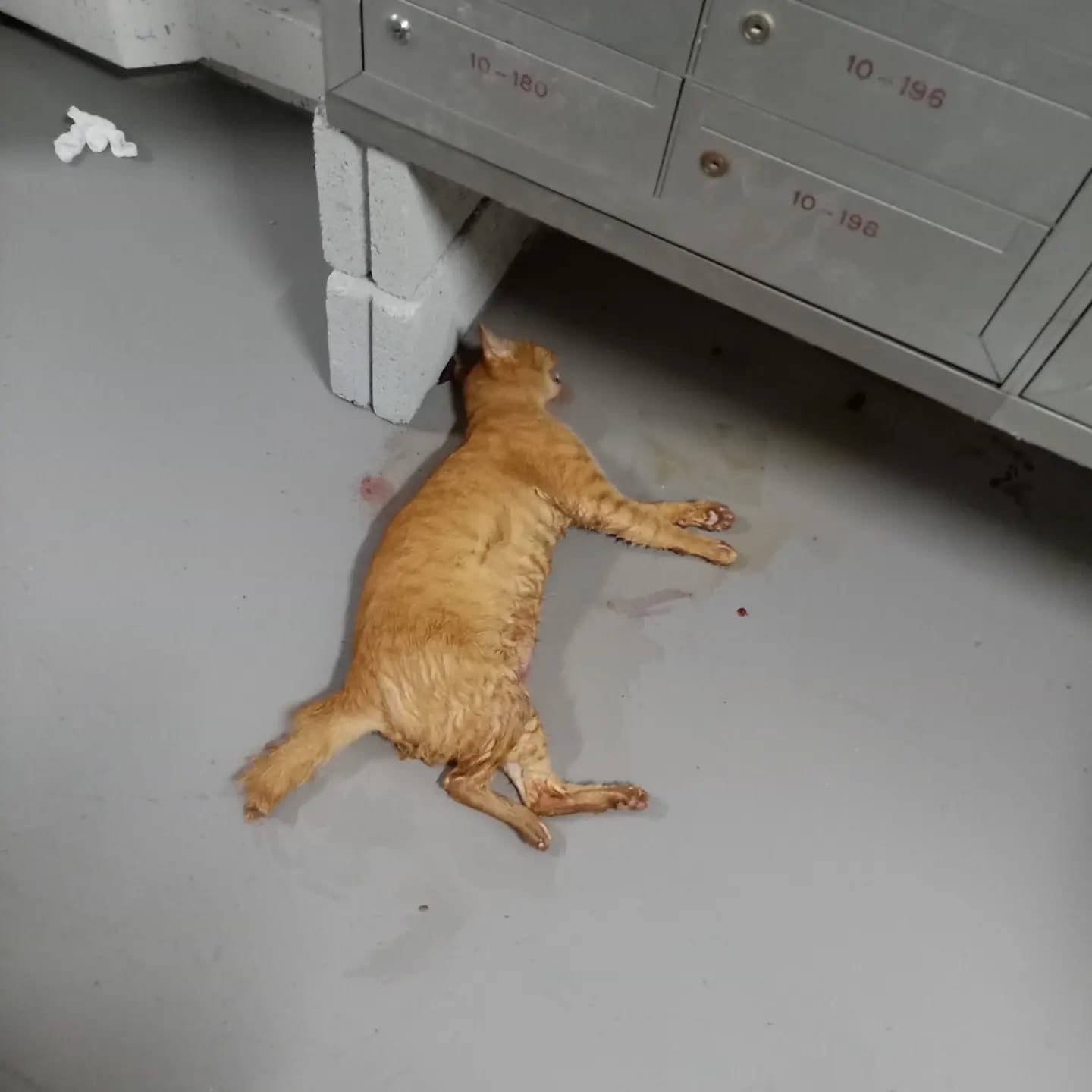 Cat Found Dead In Boon Lay With Injuries & Blood Around It, Caregivers