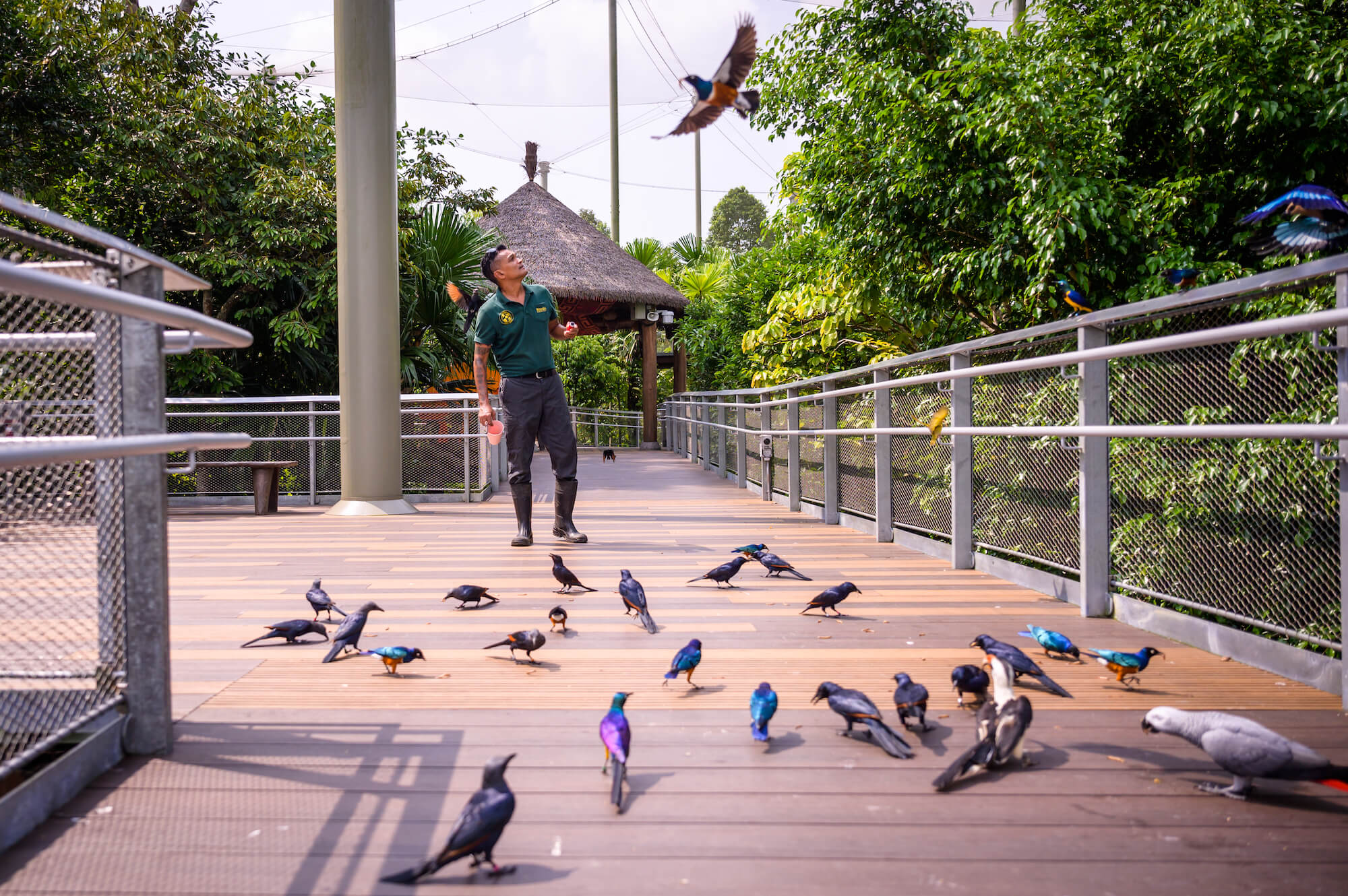 Bird Paradise Has S$10 Off Tickets From 8 May, Get Early-Bird Peek Of