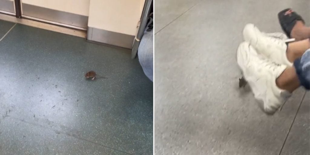 Rat Hitches Ride On MRT, Commuters Raise Legs To Let Rodent Pass