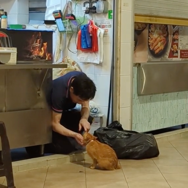 Pasir Ris Hawker Pets Community Cat When Cleaning Up Stall, Spends Time