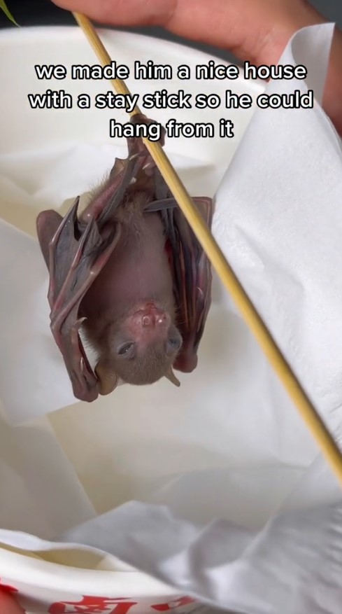 rescues baby bat