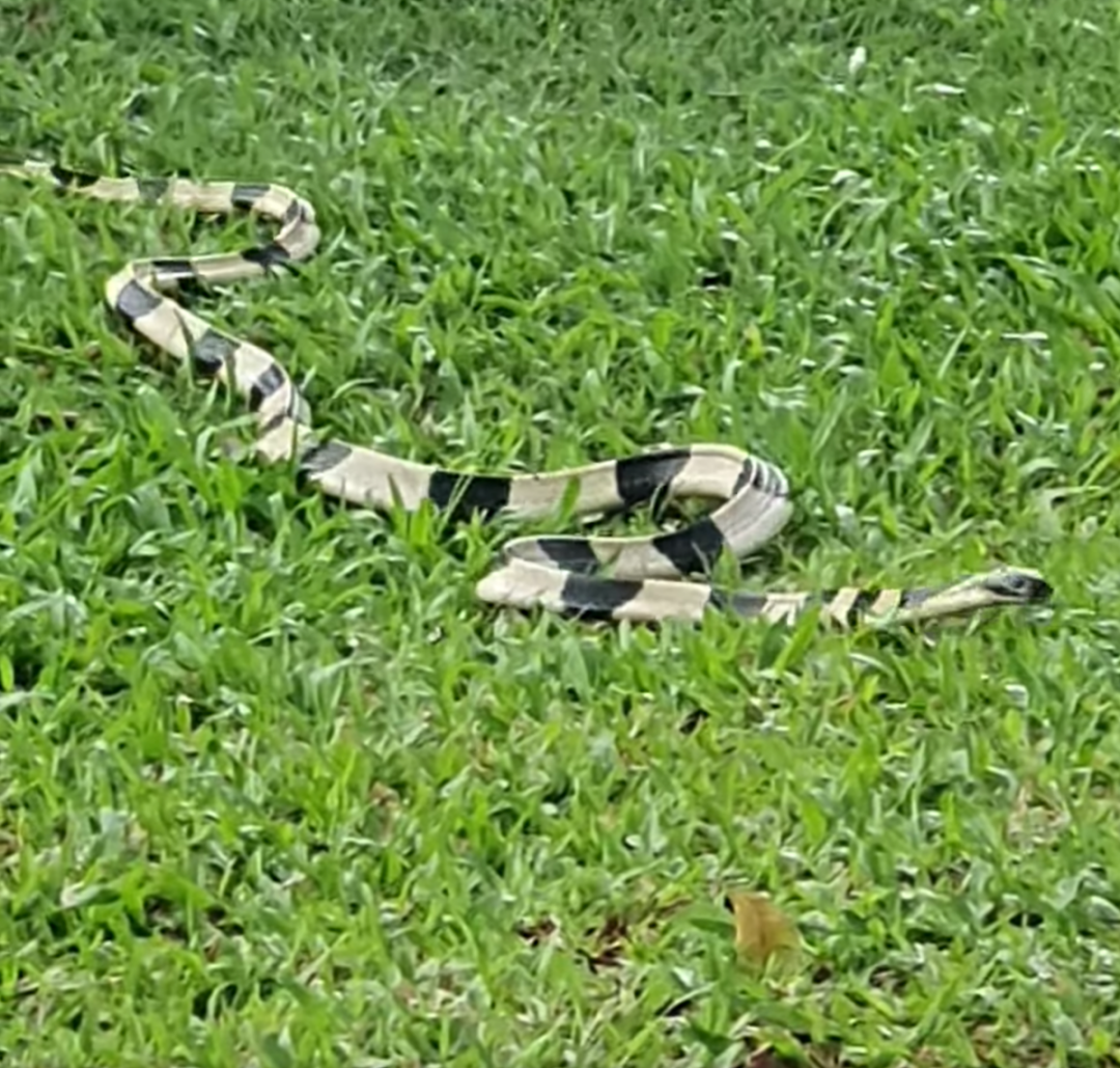 snake pasir ris park