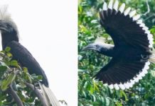Photographer Spots White-Crowned Hornbill In Pulau Ubin, May Be First Sighting Of Bird In S'pore