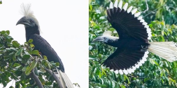 Photographer Spots White-Crowned Hornbill In Pulau Ubin, May Be First Sighting Of Bird In S'pore