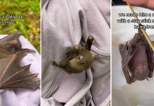 Couple Sees Baby Bat Attacked By Birds, Rescues It & Calls NParks For Help