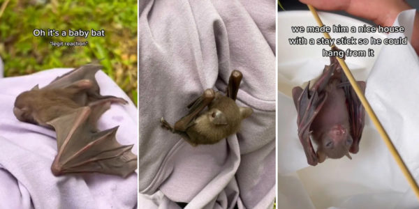 Couple Sees Baby Bat Attacked By Birds, Rescues It & Calls NParks For Help