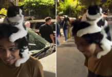 Man Strides Into M'sia Eatery With Cat Sitting On Shoulders, Customers Amused By Sight
