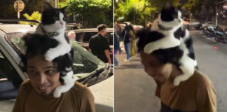 Man Strides Into M'sia Eatery With Cat Sitting On Shoulders, Customers Amused By Sight