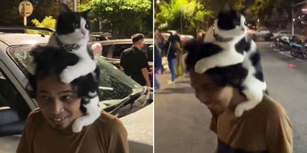 Man Strides Into M'sia Eatery With Cat Sitting On Shoulders, Customers Amused By Sight